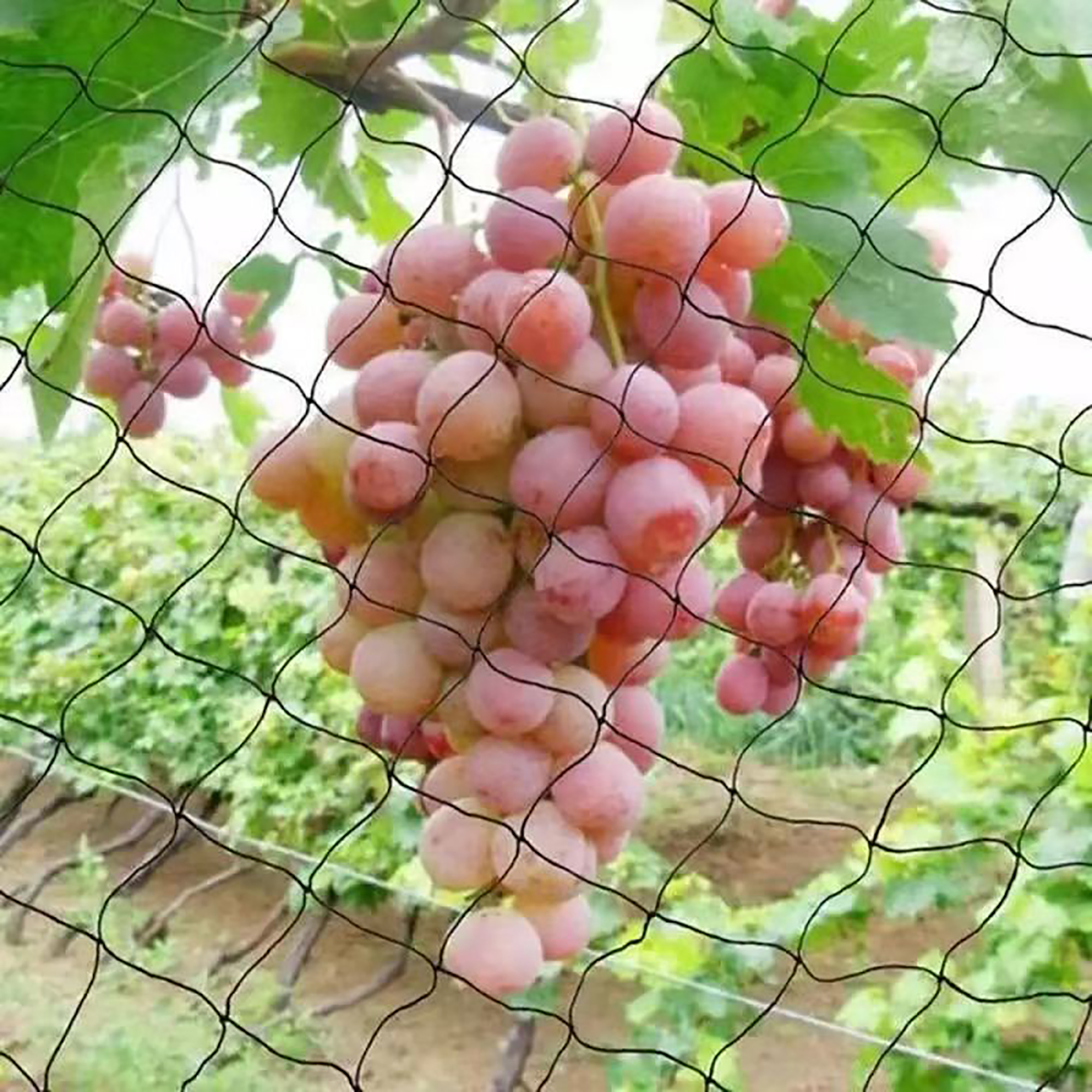 Anti-bird Net Vine Climbing Fr - Gardening Tools Store recensie en prijs