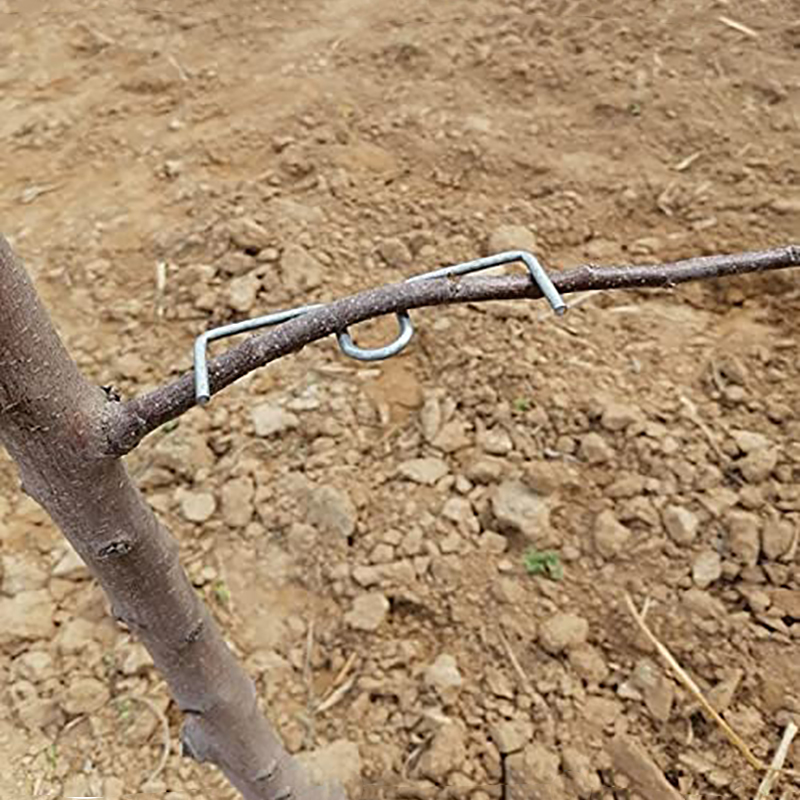 30pcs/set Fruit Tree Branch Pu - Gardening Tools Bundle recensie en prijs
