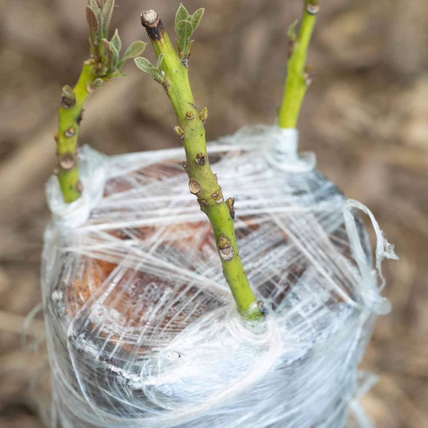 200M PE Grafting Tape Film Sel - Grafting Tape recensie en prijs