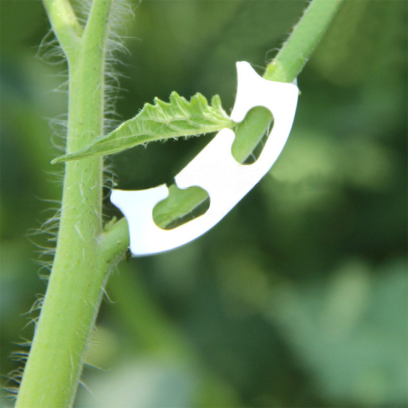50/100pcs Botany-stem Vine Str - Gardening Tools Bundle recensie en prijs